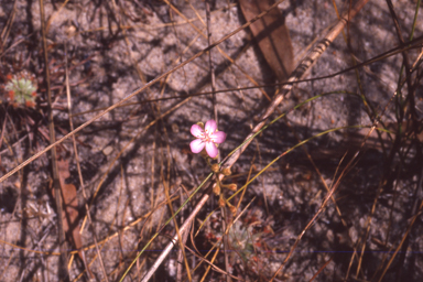 APII jpeg image of Drosera petiolaris  © contact APII