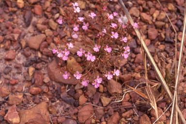 APII jpeg image of Stylidium turbinatum  © contact APII