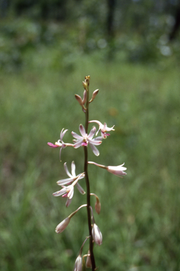 APII jpeg image of Dipodium stenocheilum  © contact APII