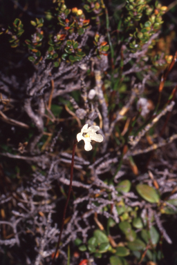 APII jpeg image of Forstera bellidifolia  © contact APII