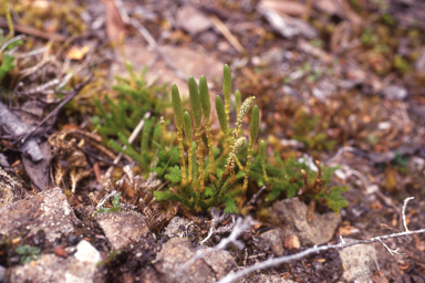 APII jpeg image of Austrolycopodium fastigiatum  © contact APII