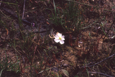 APII jpeg image of Drosera binata  © contact APII