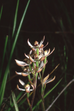 APII jpeg image of Caladenia cucullata  © contact APII