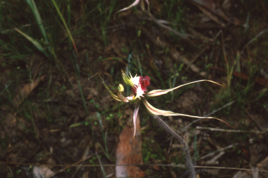 APII jpeg image of Caladenia dilatata  © contact APII