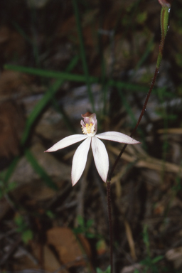 APII jpeg image of Caladenia gracilis  © contact APII