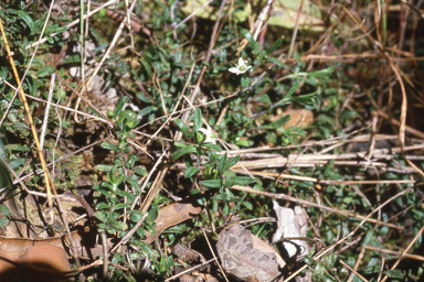 APII jpeg image of Rhytidosporum procumbens  © contact APII