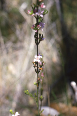 APII jpeg image of Boronia anemonifolia subsp. aurifodina  © contact APII