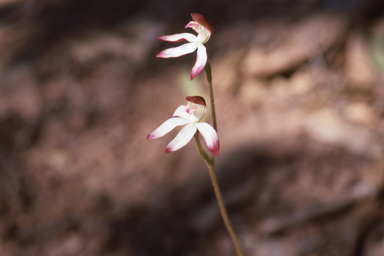 APII jpeg image of Caladenia clarkiae  © contact APII