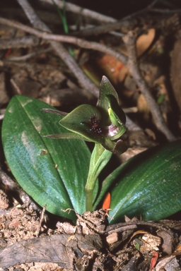 APII jpeg image of Chiloglottis valida  © contact APII