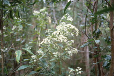 APII jpeg image of Olearia lirata  © contact APII