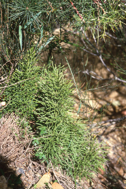 APII jpeg image of Pseudolycopodium densum  © contact APII