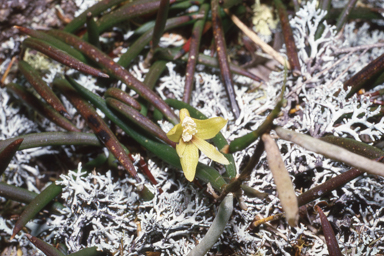 APII jpeg image of Dockrillia striolata  © contact APII