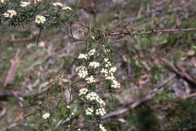 APII jpeg image of Ozothamnus thyrsoideus  © contact APII