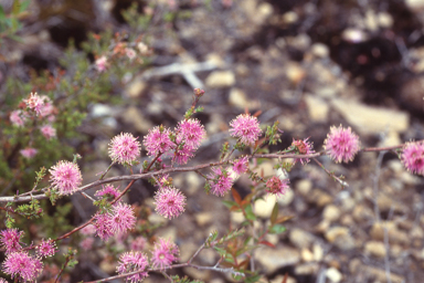 APII jpeg image of Kunzea parvifolia  © contact APII