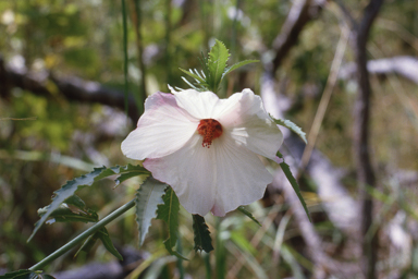 APII jpeg image of Hibiscus meraukensis  © contact APII