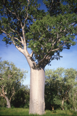 APII jpeg image of Adansonia gregorii  © contact APII