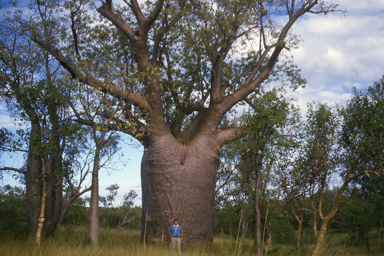 APII jpeg image of Adansonia gregorii  © contact APII