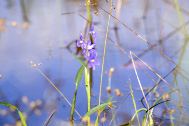 APII jpeg image of Pontederia cyanea  © contact APII