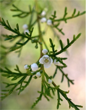 APII jpeg image of Boronia bipinnata  © contact APII