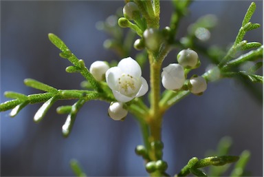 APII jpeg image of Boronia bipinnata  © contact APII