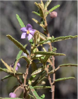 APII jpeg image of Keraudrenia corollata  © contact APII