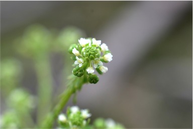 APII jpeg image of Poranthera microphylla  © contact APII