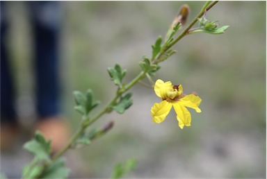 APII jpeg image of Goodenia rotundifolia  © contact APII