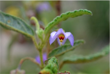 APII jpeg image of Keraudrenia corollata  © contact APII