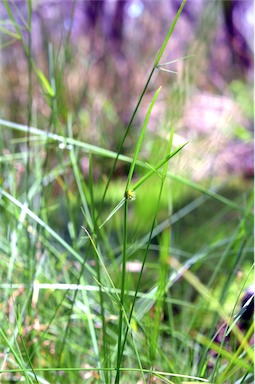 APII jpeg image of Cyperus brevifolius  © contact APII