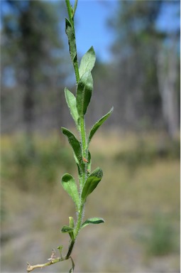 APII jpeg image of Wahlenbergia queenslandica  © contact APII