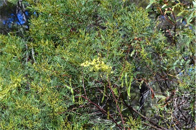 APII jpeg image of Acacia muelleriana  © contact APII