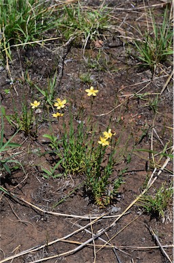 APII jpeg image of Hypericum gramineum  © contact APII