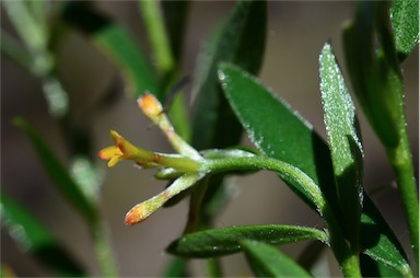 APII jpeg image of Pimelea strigosa  © contact APII