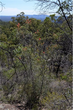 APII jpeg image of Grevillea longistyla  © contact APII