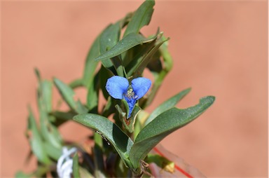 APII jpeg image of Commelina lanceolata  © contact APII