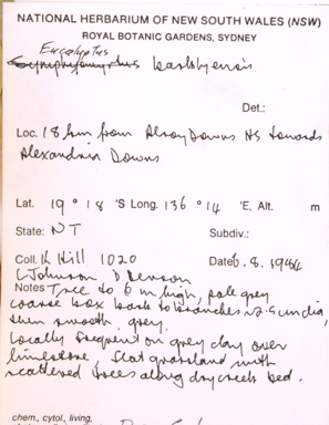 APII jpeg image of Eucalyptus microtheca  © contact APII