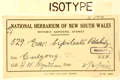 APII jpeg image of Eucalyptus bipileata  © contact APII