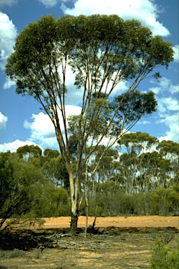 APII jpeg image of Eucalyptus kondininensis  © contact APII