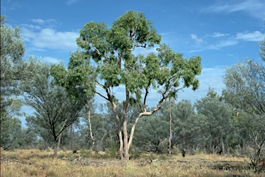 APII jpeg image of Corymbia terminalis  © contact APII