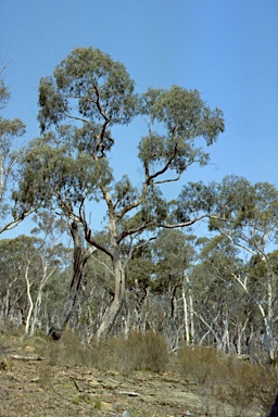 APII jpeg image of Eucalyptus corticosa  © contact APII