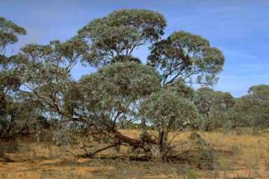 APII jpeg image of Eucalyptus cyanophylla  © contact APII