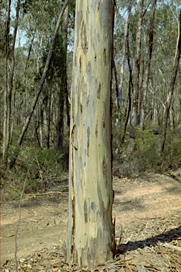 APII jpeg image of Eucalyptus dawsonii  © contact APII