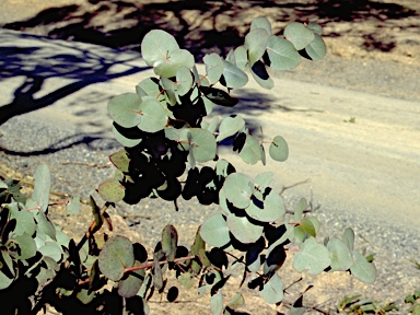 APII jpeg image of Eucalyptus goniocalyx  © contact APII