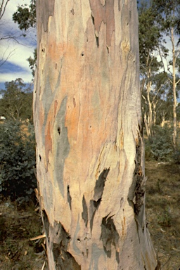 APII jpeg image of Eucalyptus rubida subsp. rubida  © contact APII