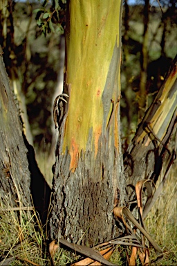 APII jpeg image of Eucalyptus stellulata  © contact APII