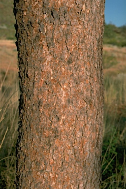 APII jpeg image of Corymbia terminalis  © contact APII