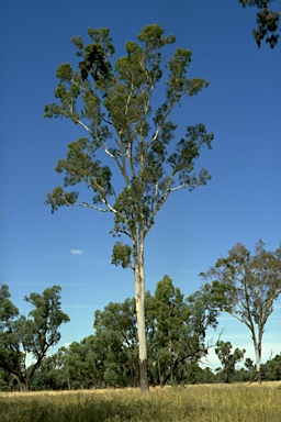 APII jpeg image of Corymbia tessellaris  © contact APII