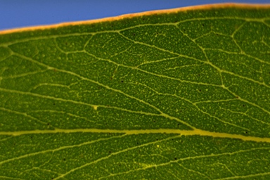 APII jpeg image of Eucalyptus arenacea  © contact APII