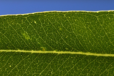 APII jpeg image of Eucalyptus camaldulensis subsp. obtusa  © contact APII