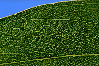 APII jpeg image of Eucalyptus piperita subsp. urceolaris  © contact APII